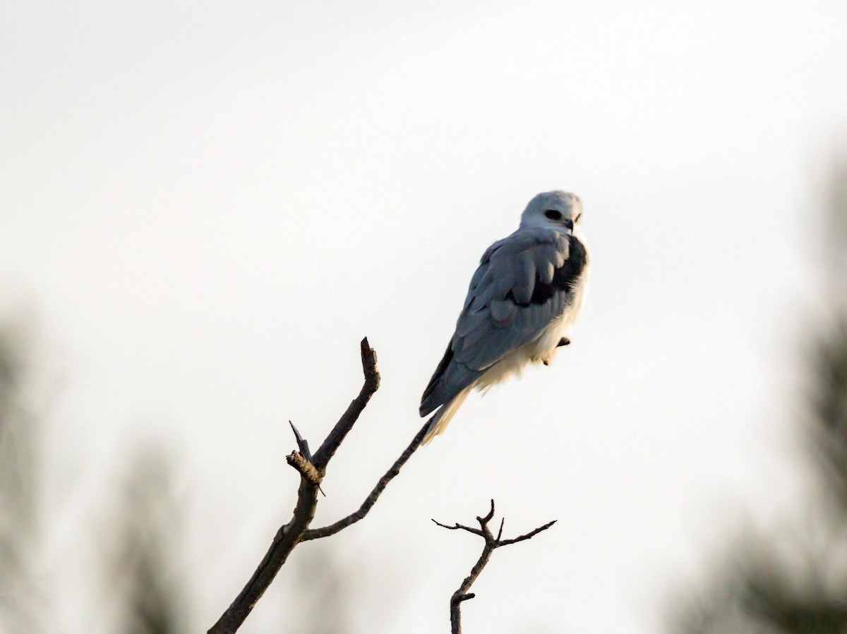 White-tailed Kite - ML620429142