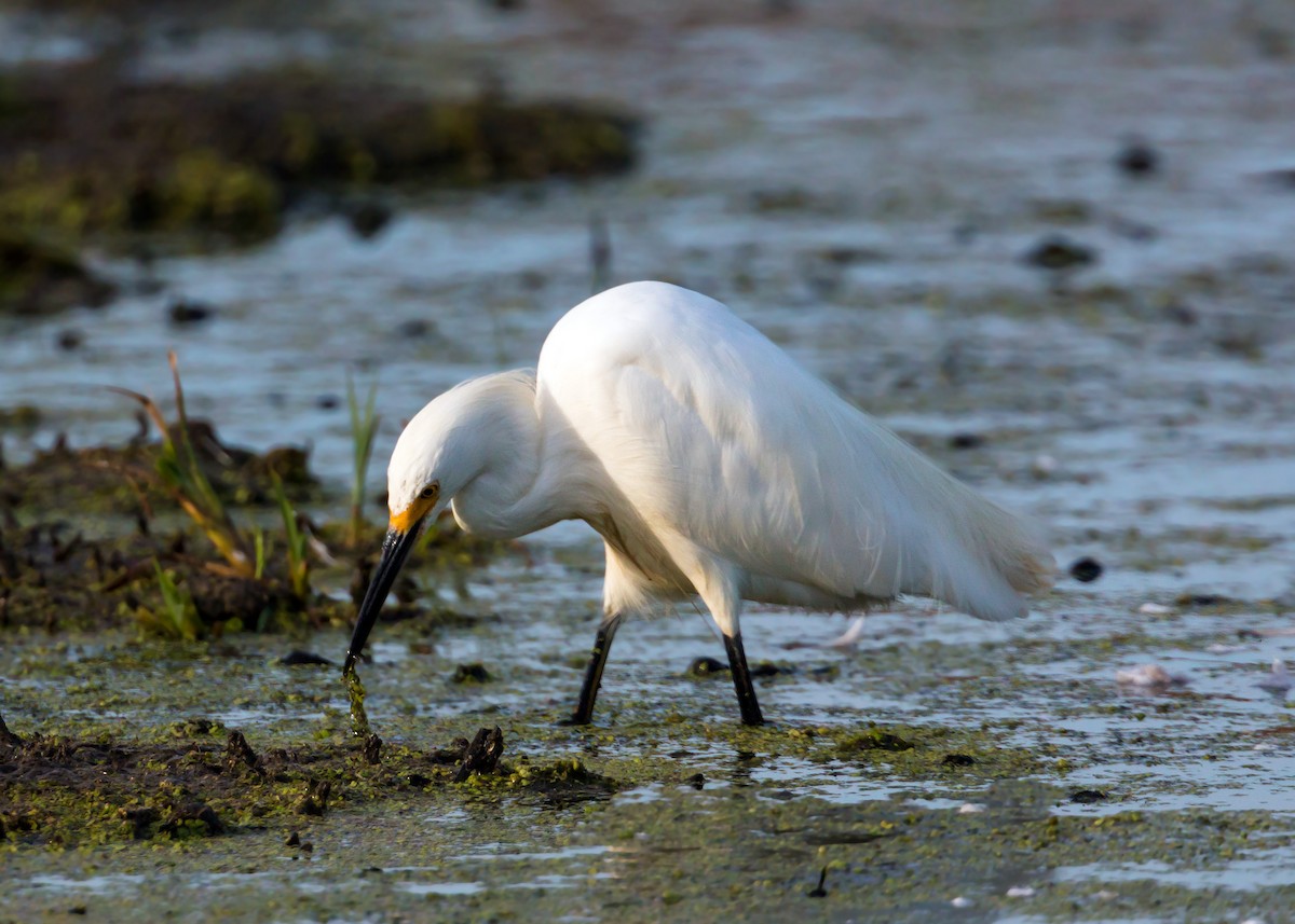 Snowy Egret - ML620429152