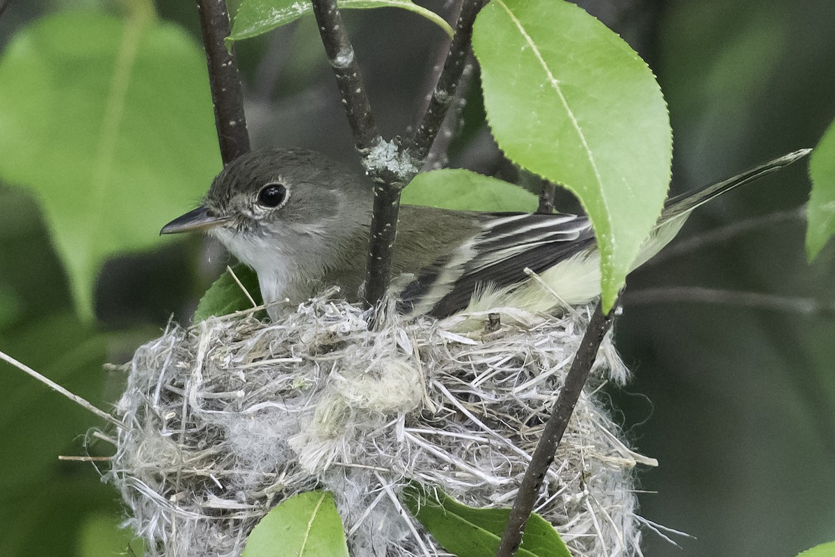 Willow Flycatcher - ML620429153