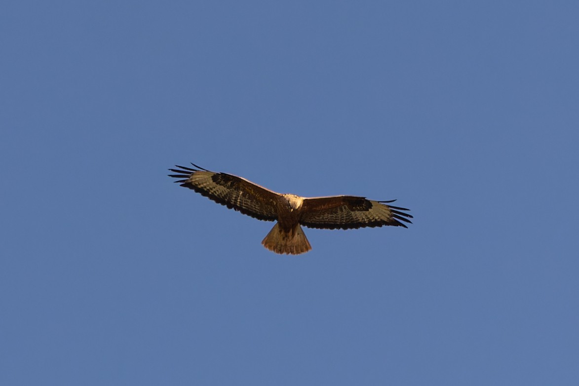 Long-legged Buzzard - ML620429159