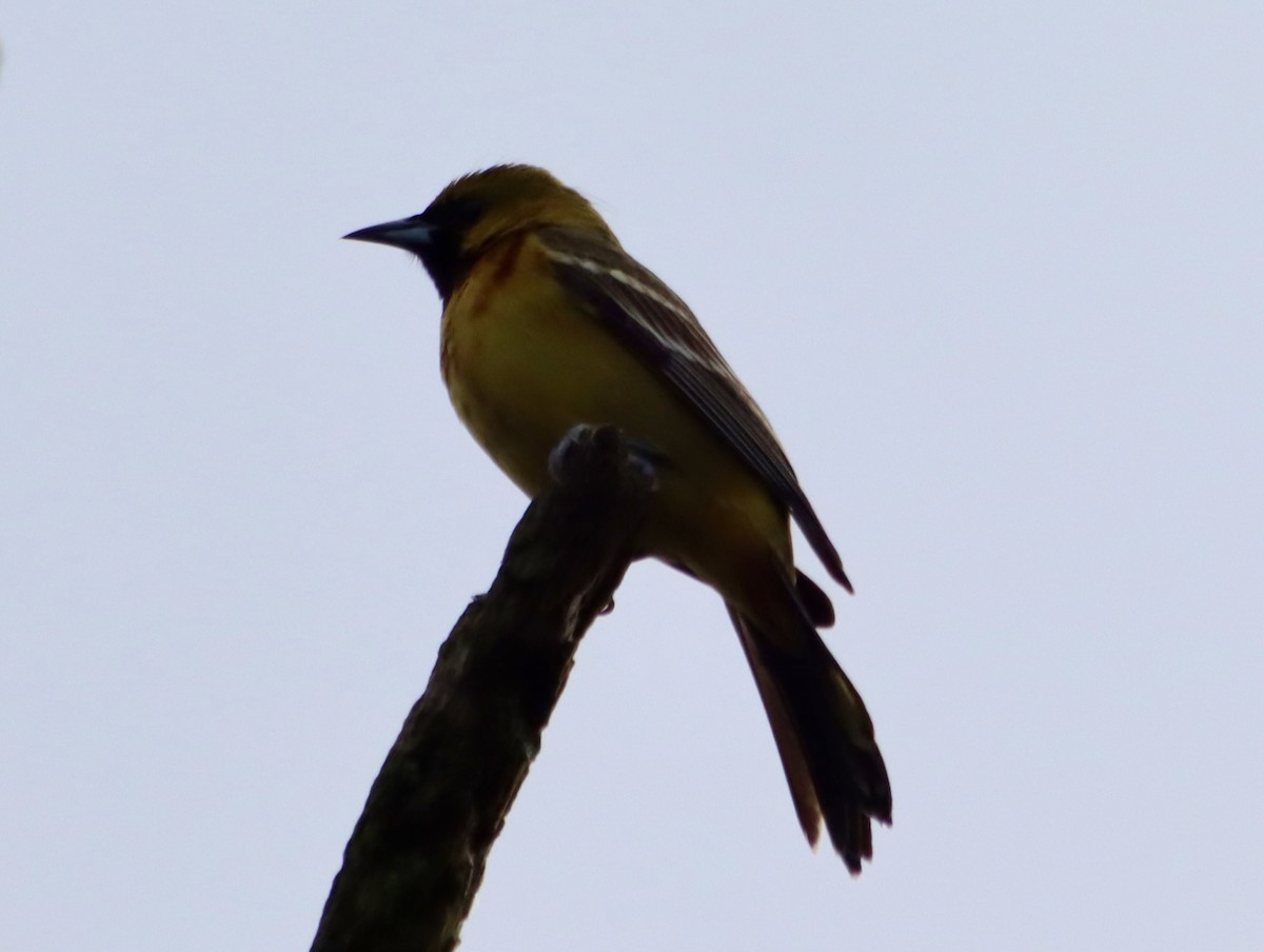 Oriole des vergers - ML620429160