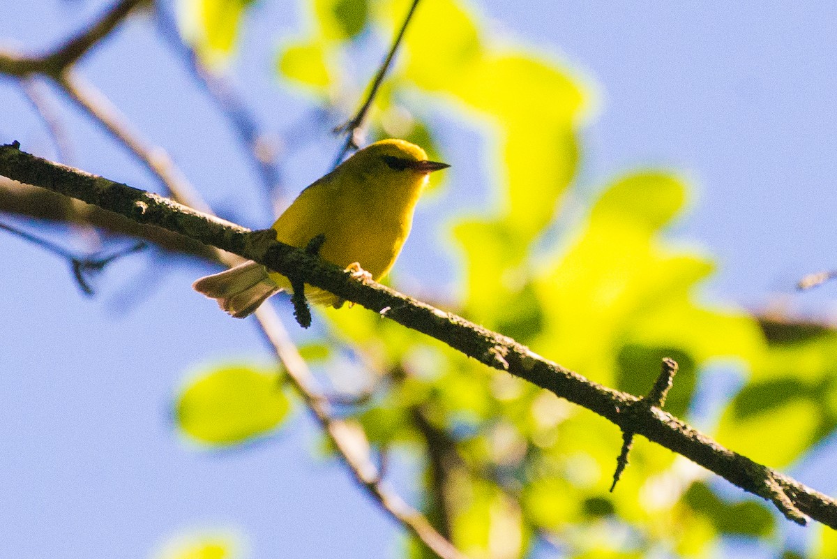 Blue-winged Warbler - ML620429162