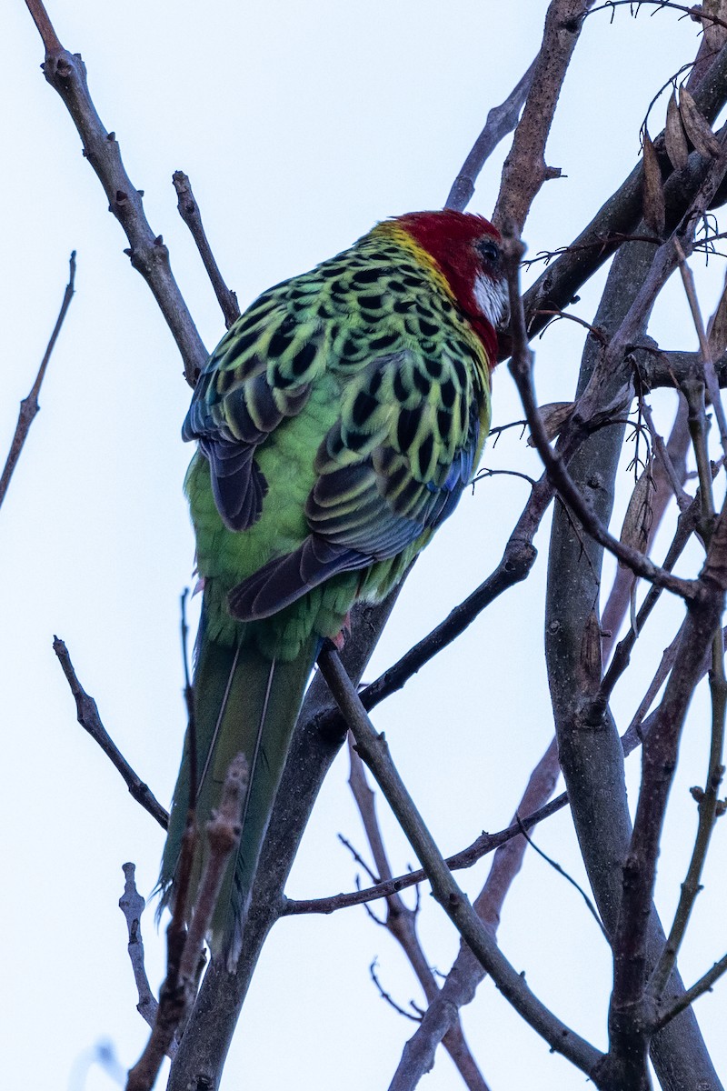 Eastern Rosella - ML620429166