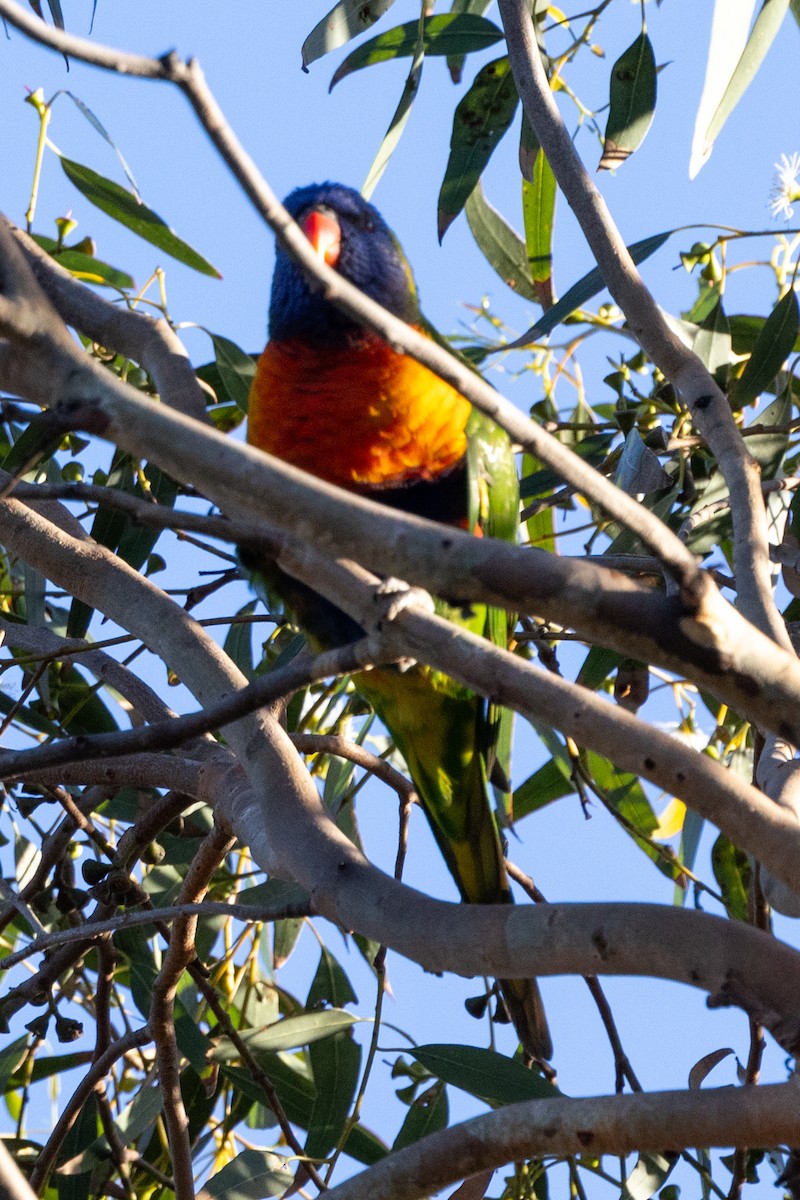 Rainbow Lorikeet - ML620429171