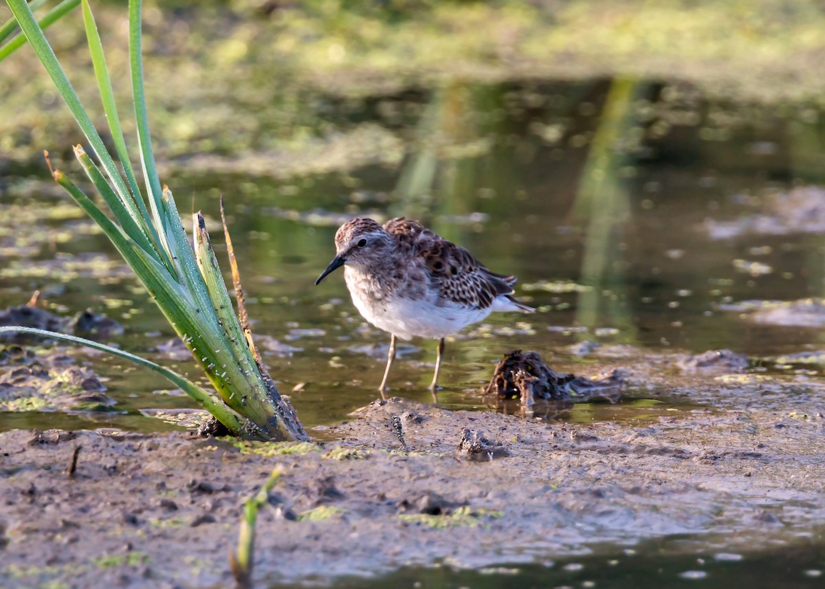 pygmésnipe - ML620429173