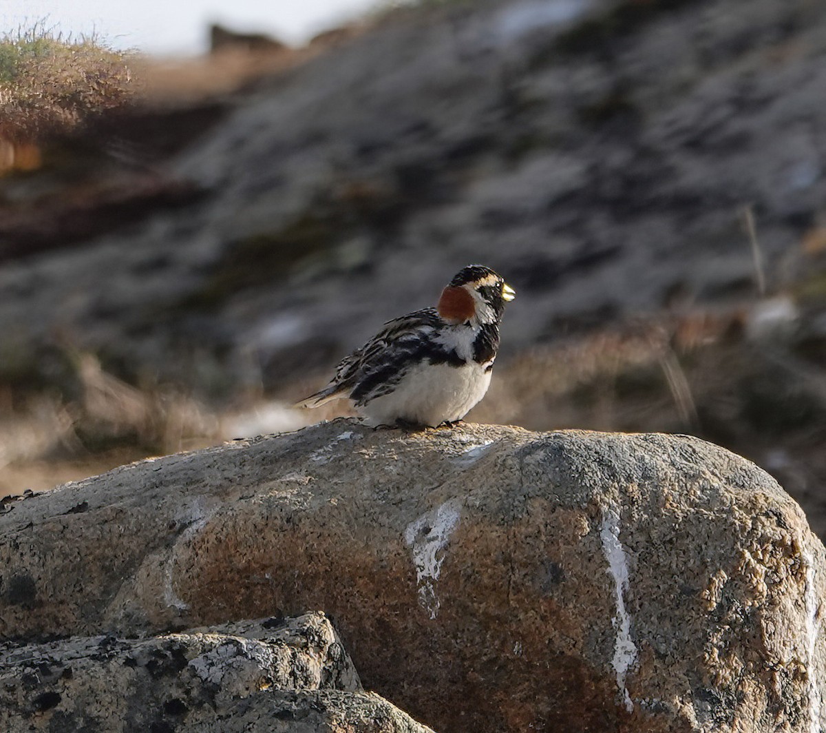 Lapland Longspur - ML620429174