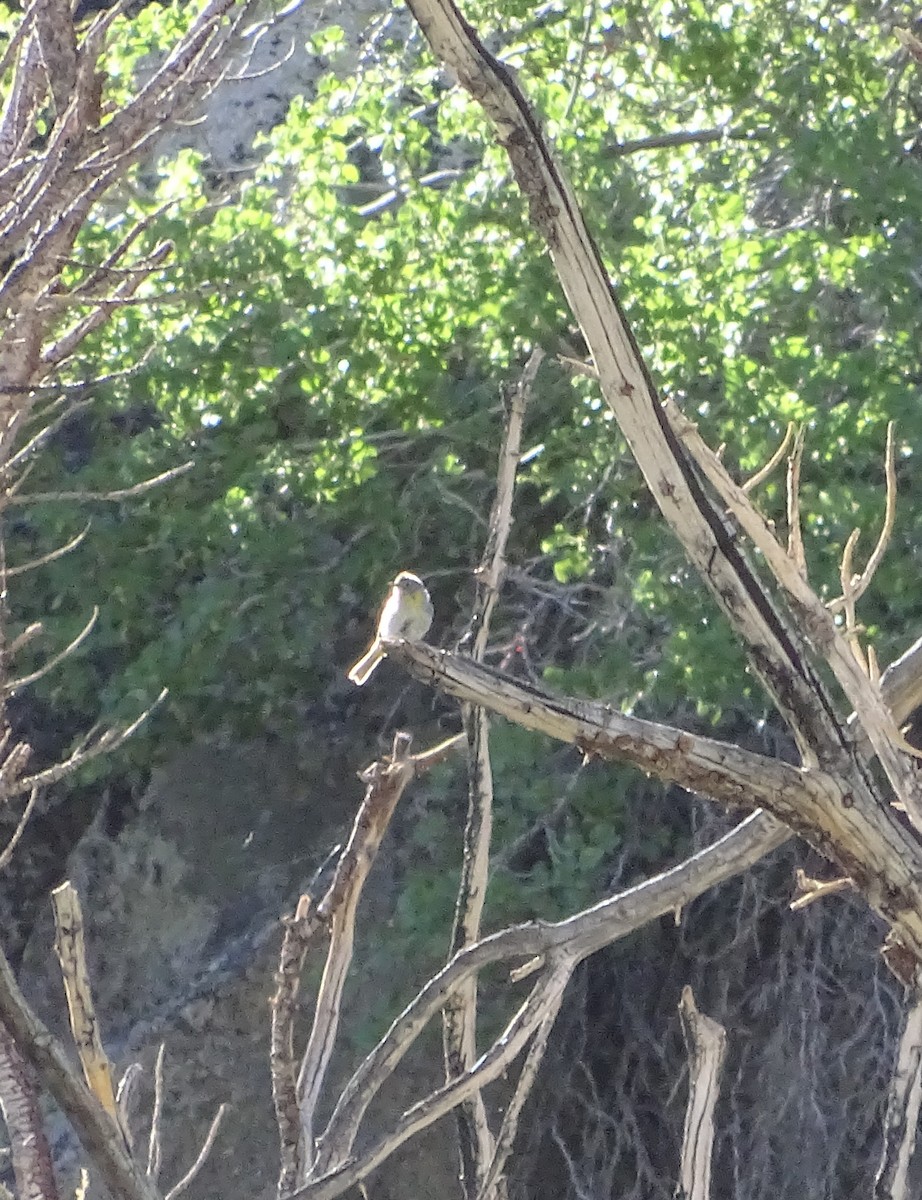 Virginia's Warbler - ML620429176