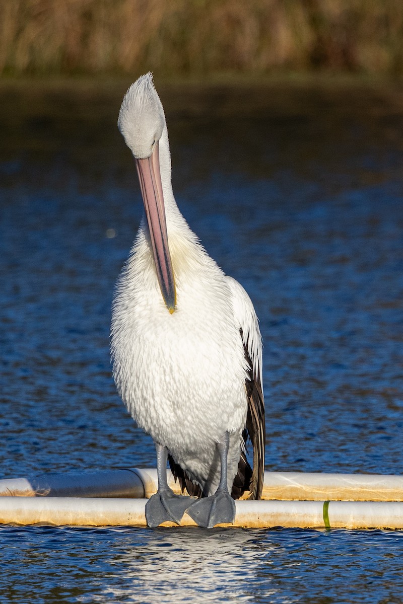 pelikán australský - ML620429180