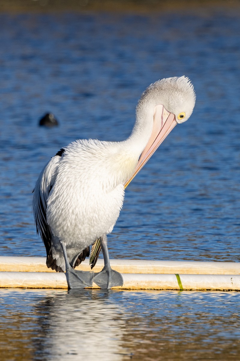 Australian Pelican - ML620429181