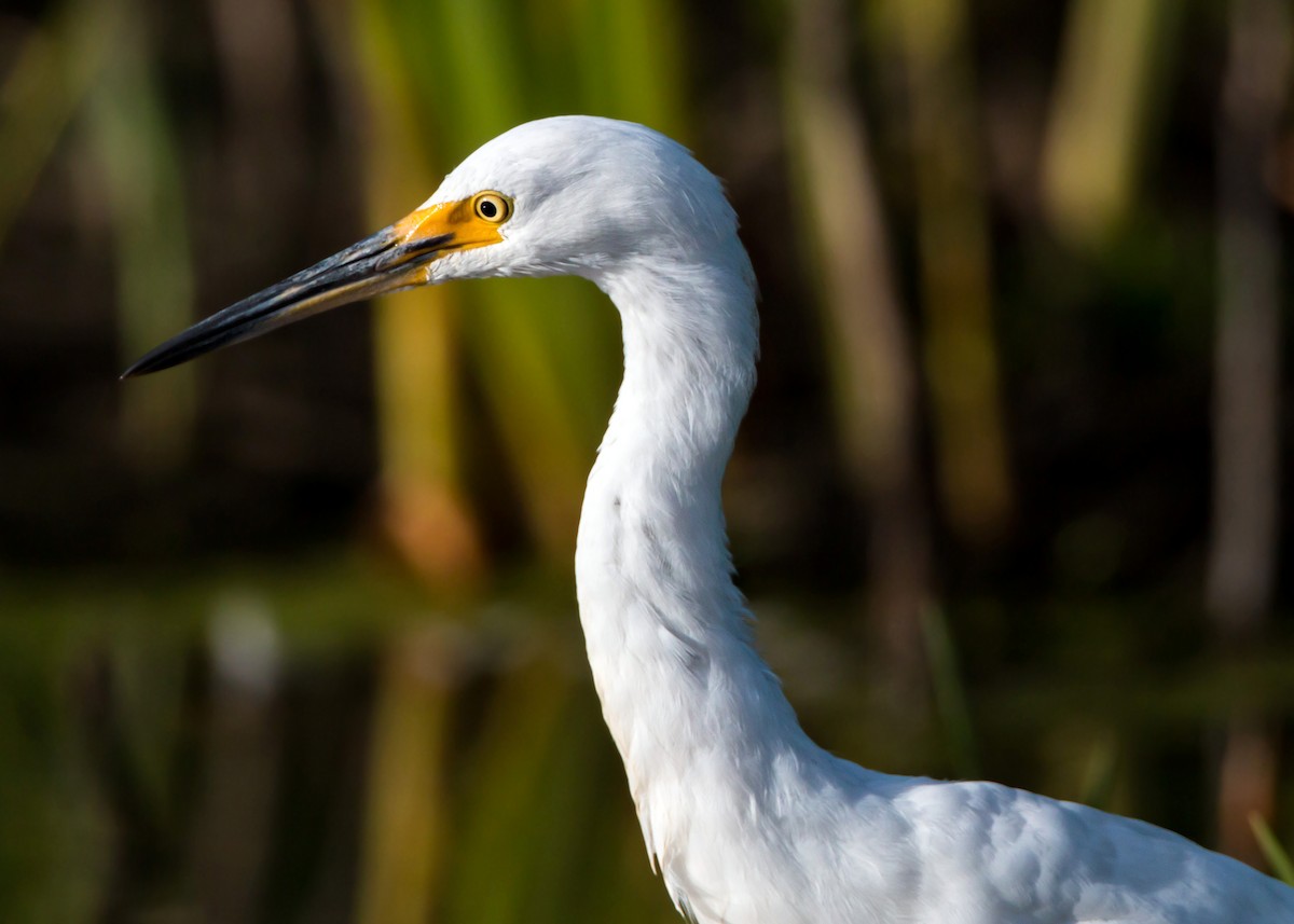 Snowy Egret - ML620429187