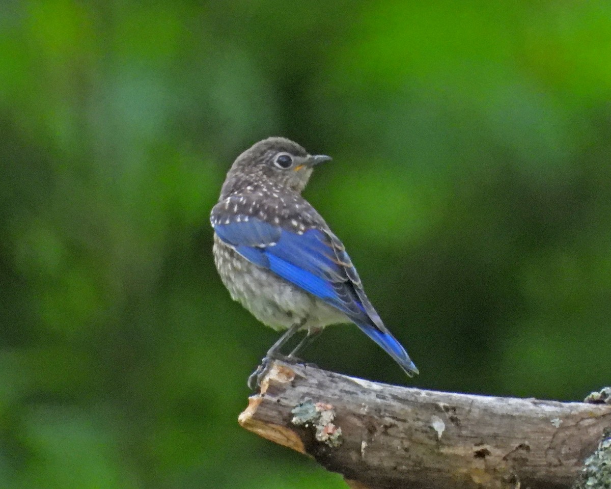 Eastern Bluebird - ML620429188