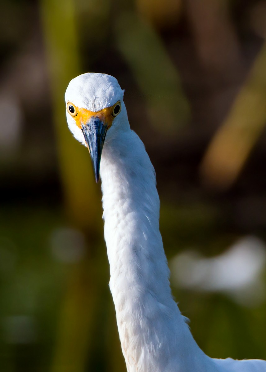 Snowy Egret - ML620429191