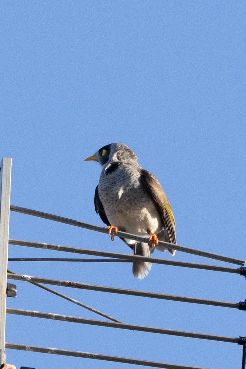 Noisy Miner - ML620429193