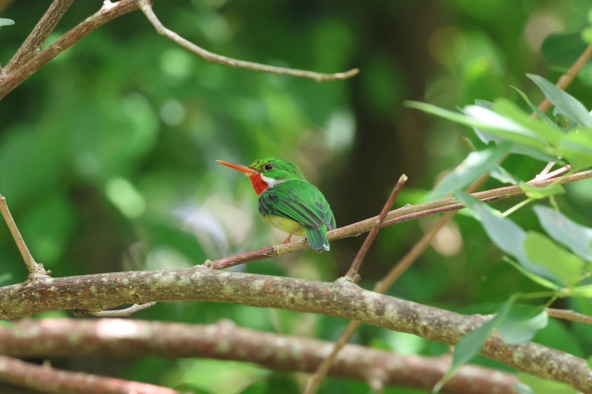 Puerto Rican Tody - ML620429199