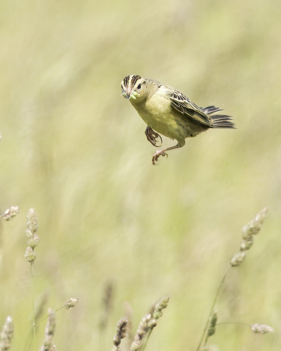 bobolink americký - ML620429201