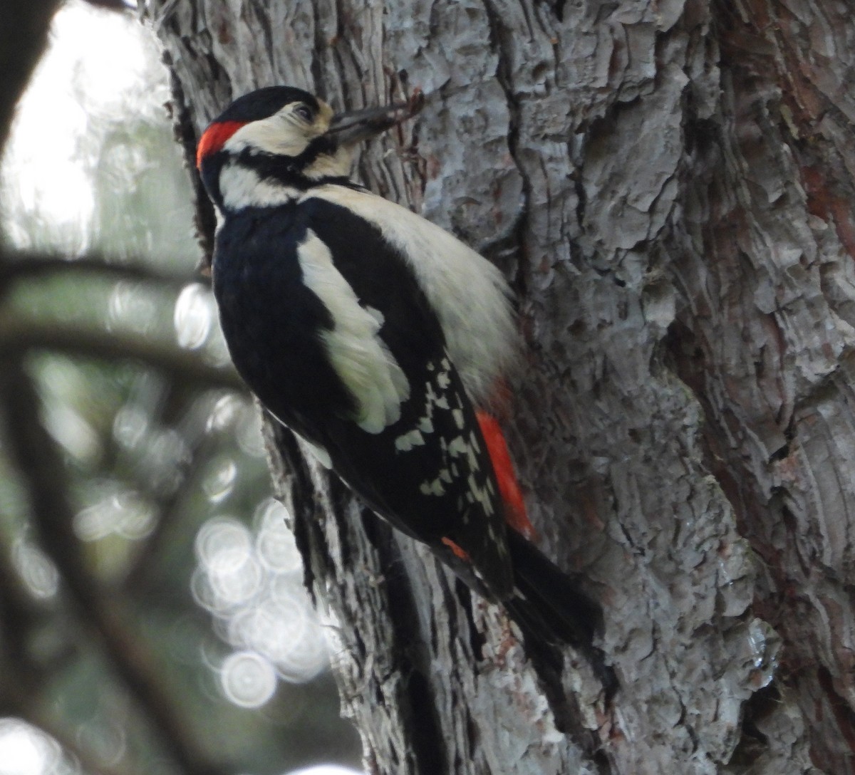 Great Spotted Woodpecker - ML620429203