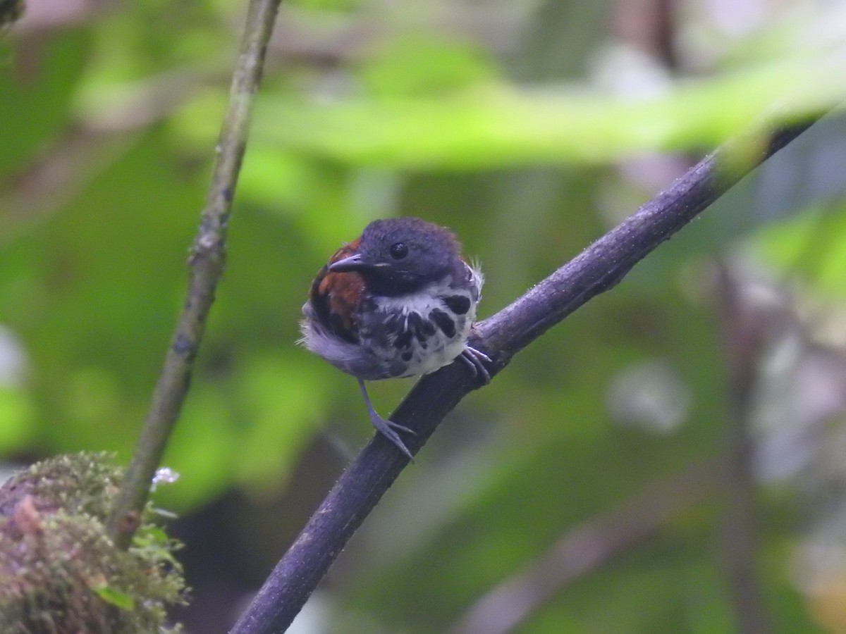 Spotted Antbird - ML620429204