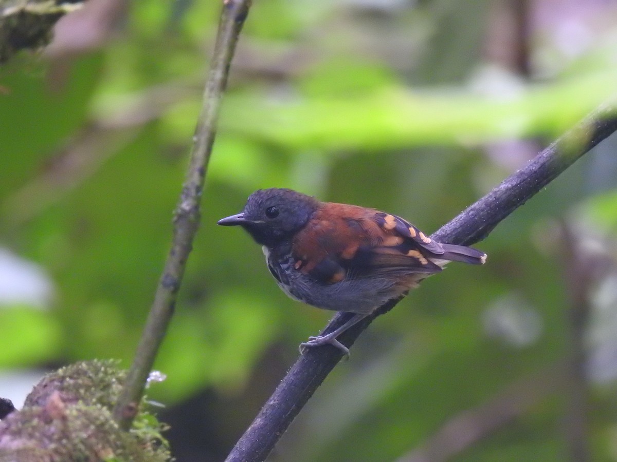 Spotted Antbird - ML620429205