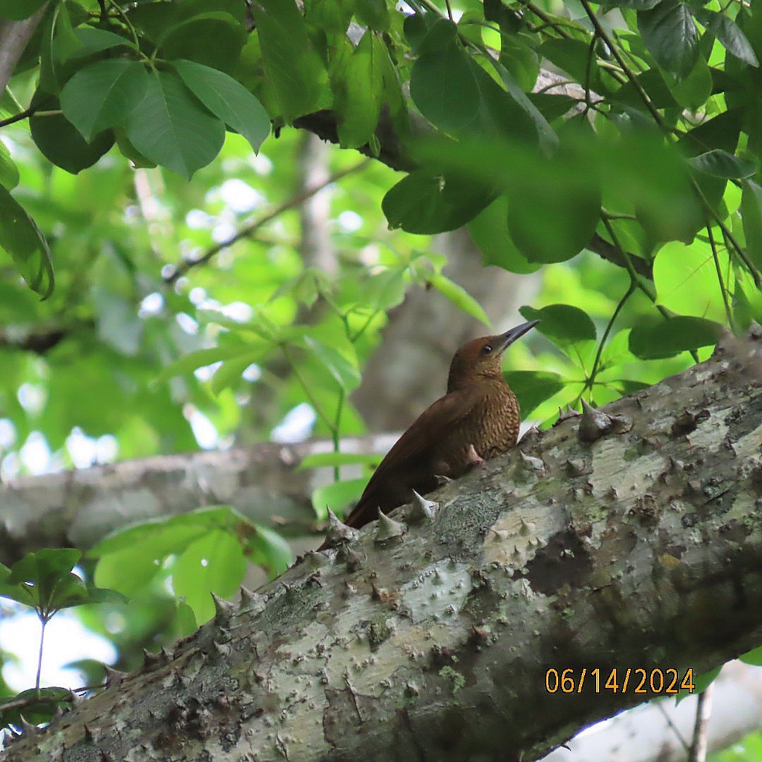 Northern Barred-Woodcreeper - ML620429212