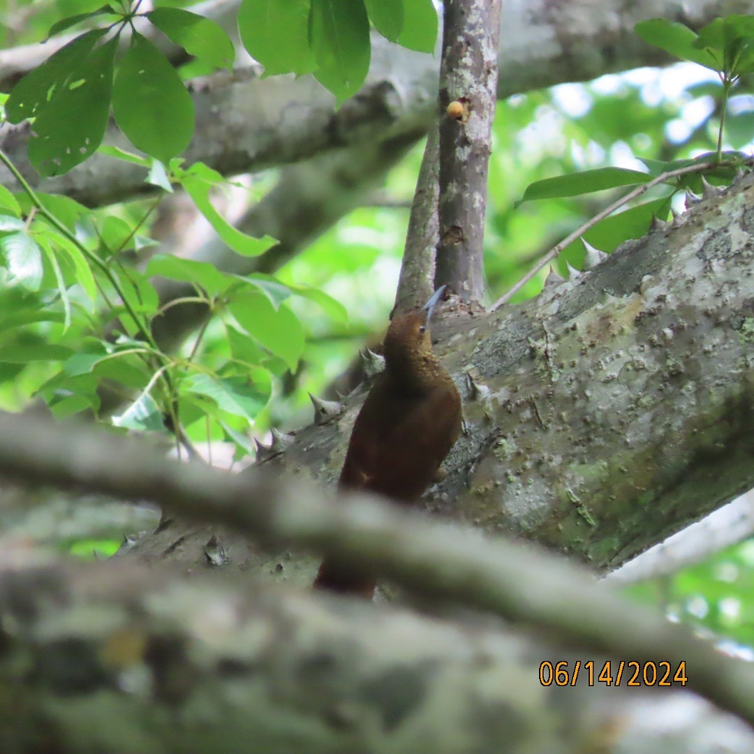 Northern Barred-Woodcreeper - ML620429213