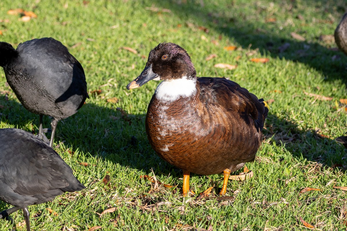 Canard colvert (forme domestique) - ML620429218