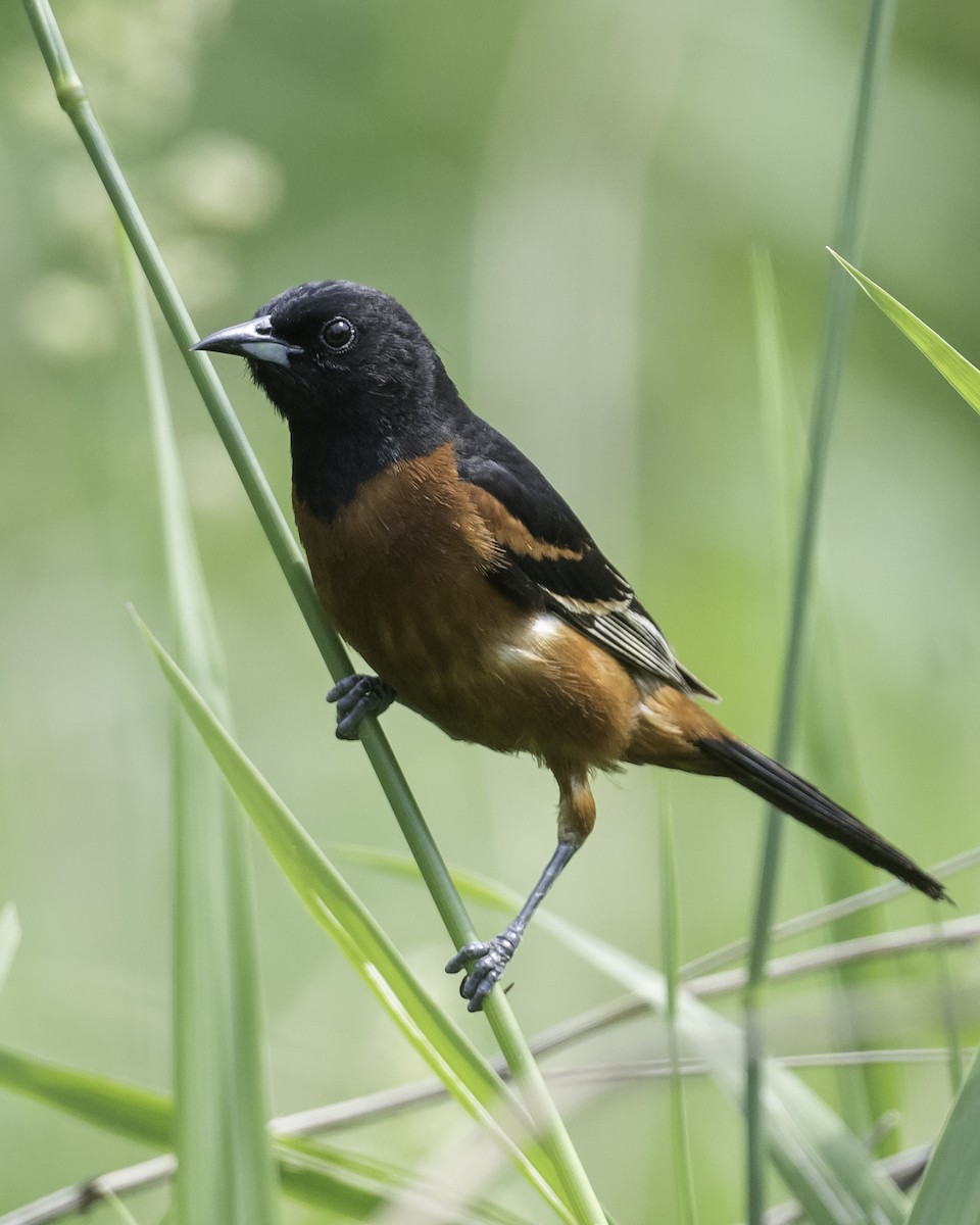 Orchard Oriole - ML620429220