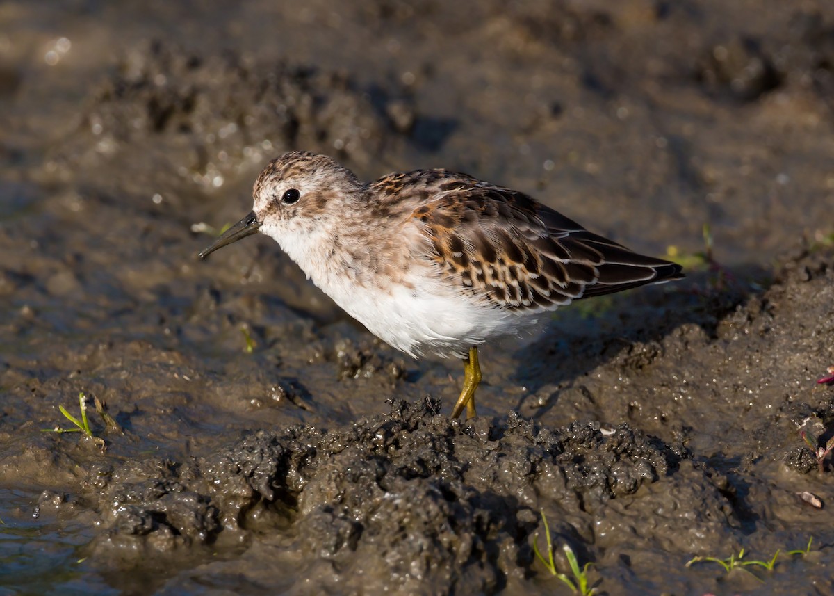 Least Sandpiper - ML620429222