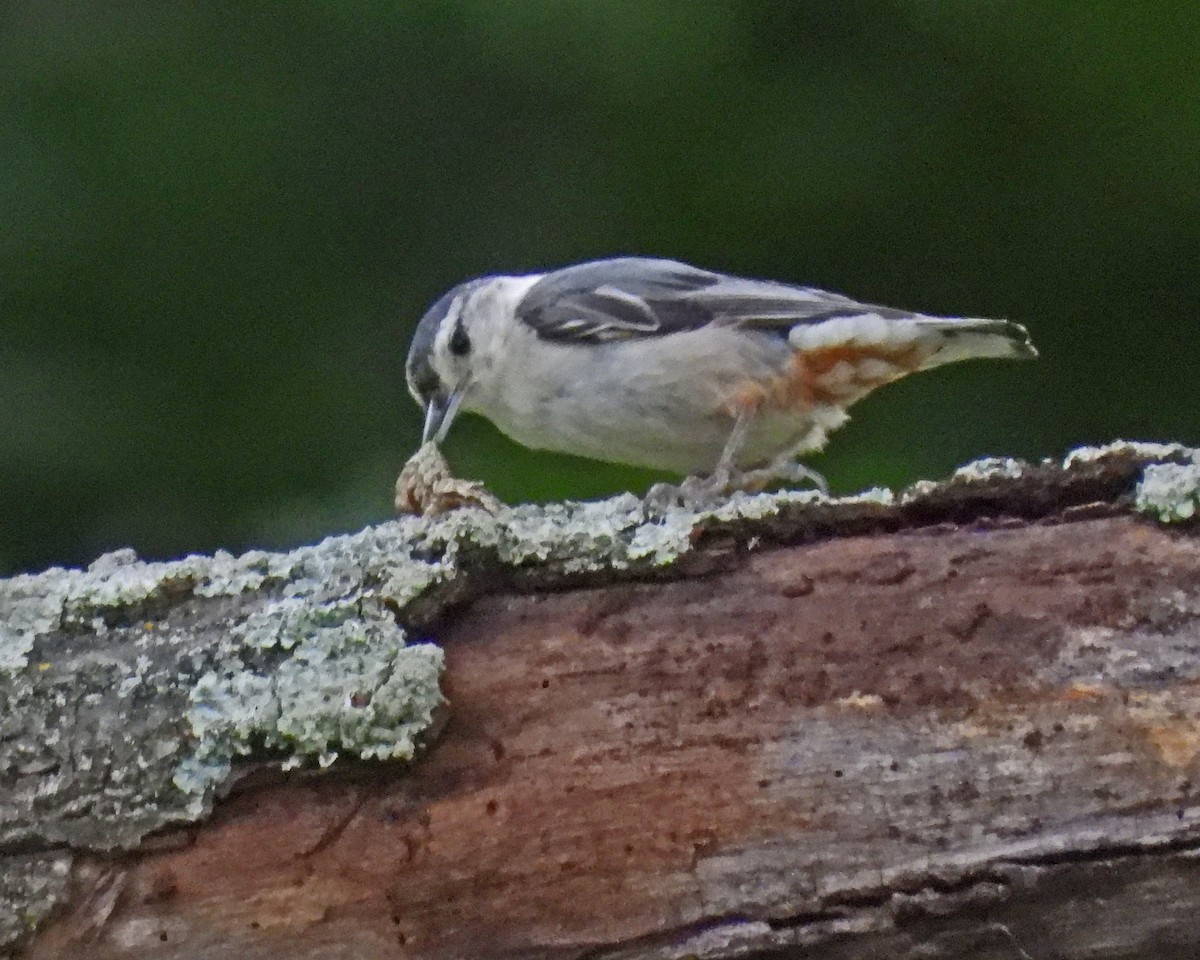 White-breasted Nuthatch - ML620429232