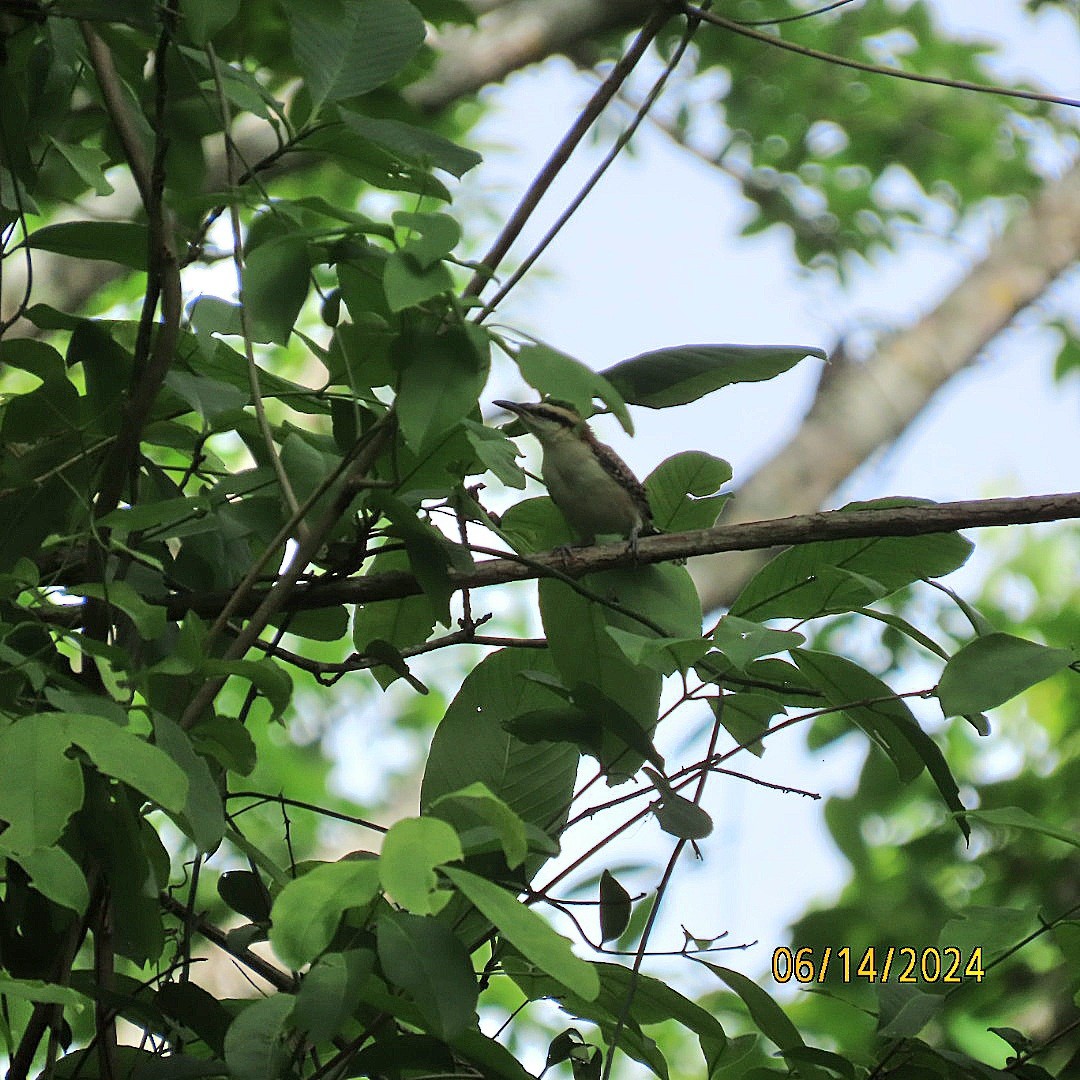 Rufous-naped Wren - ML620429237