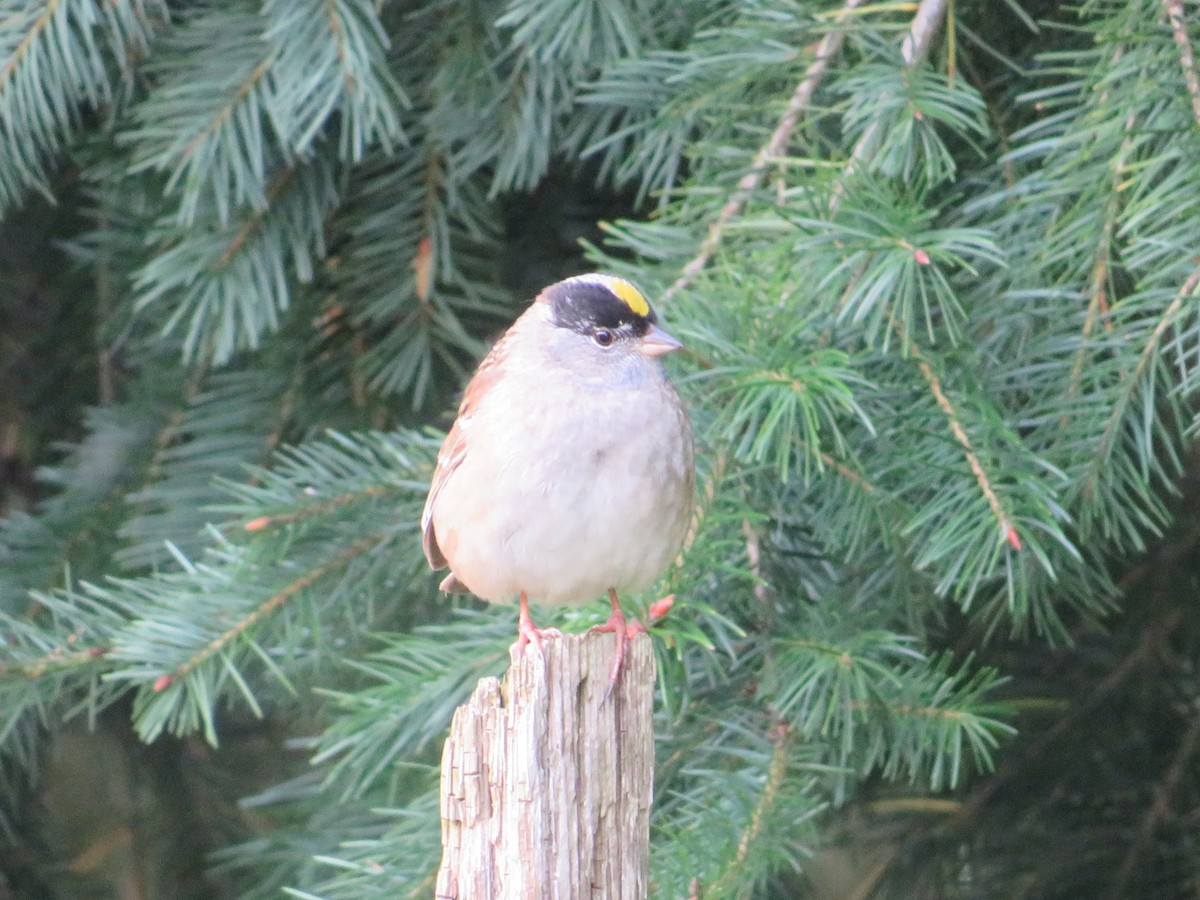 Golden-crowned Sparrow - ML620429240