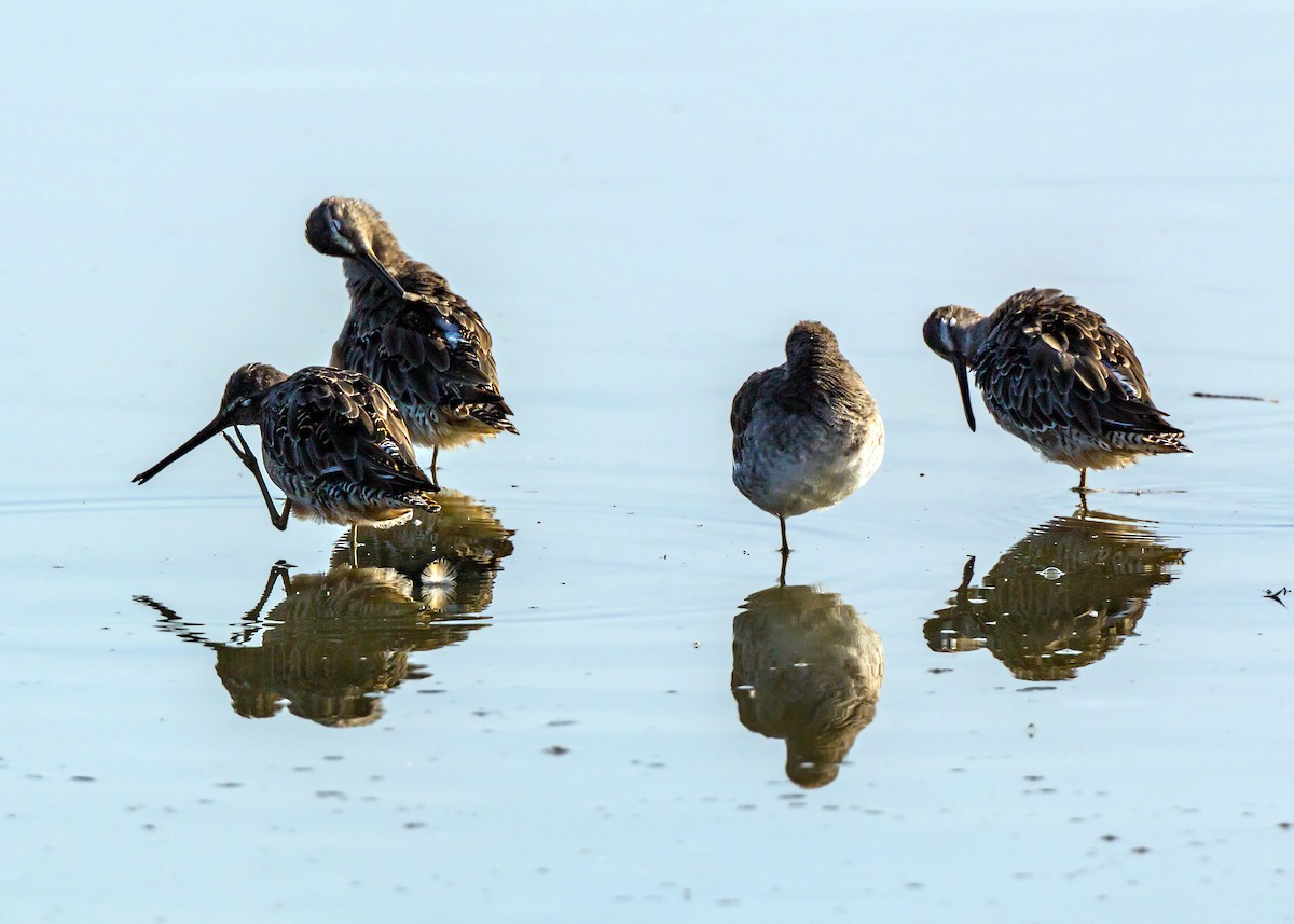 Long-billed Dowitcher - ML620429243