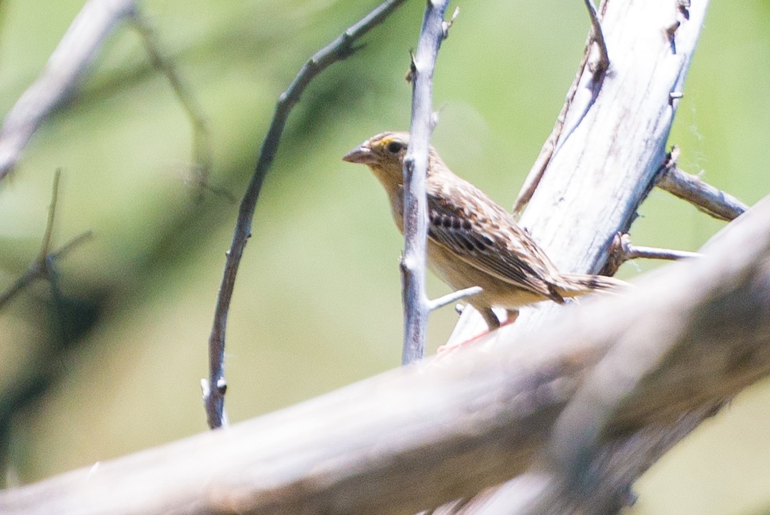 Grasshopper Sparrow - Jason Hedlund