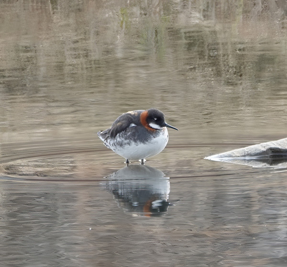 svømmesnipe - ML620429248