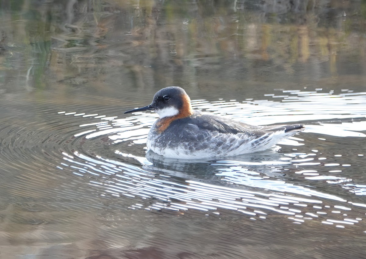 svømmesnipe - ML620429250