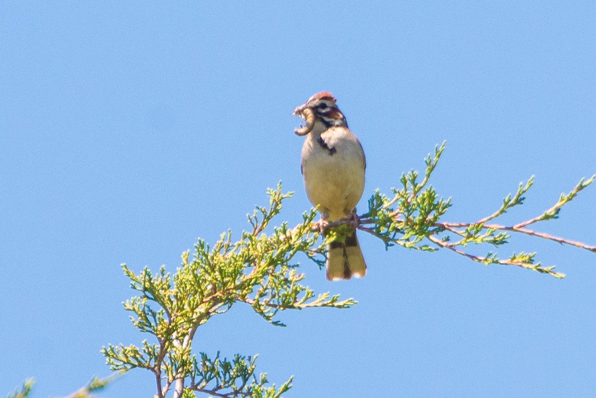 Lark Sparrow - ML620429252