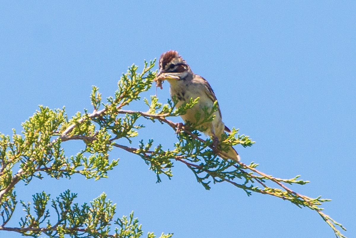 Lark Sparrow - ML620429253