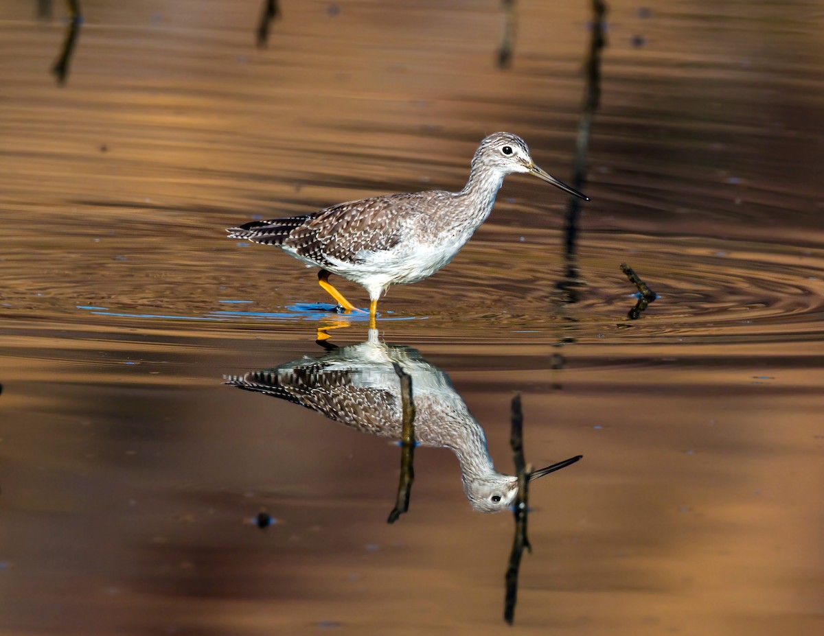 Greater Yellowlegs - ML620429254