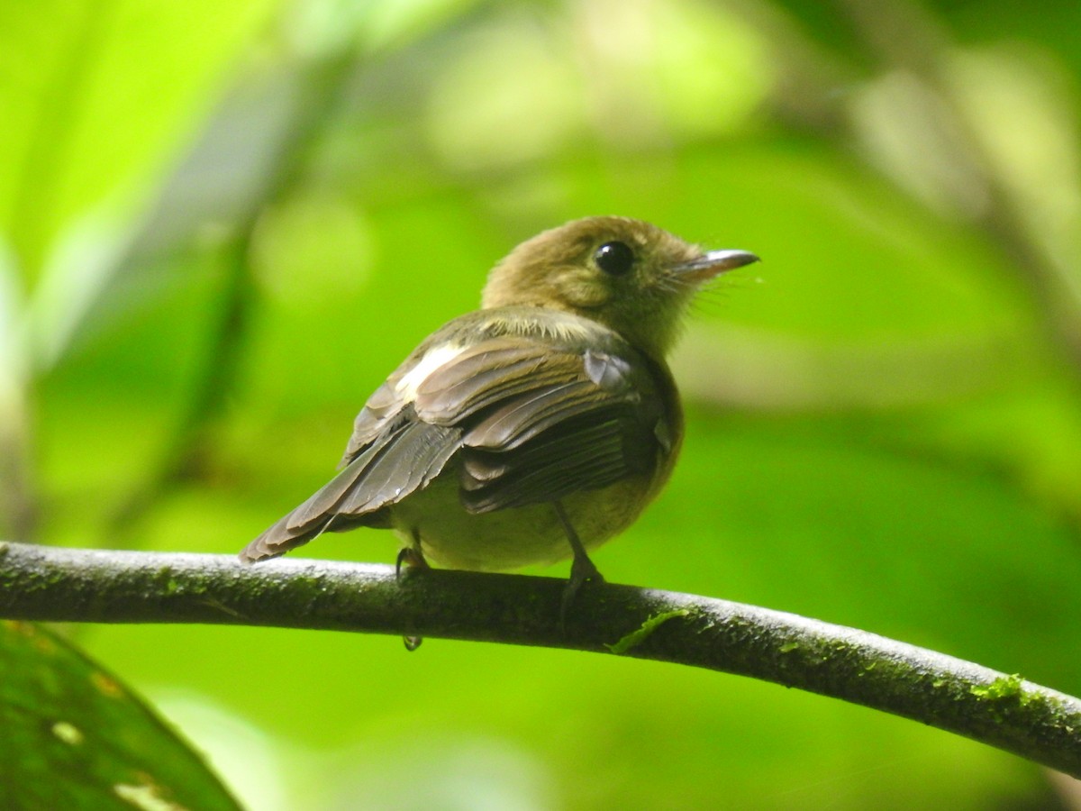 Sulphur-rumped Flycatcher - ML620429257