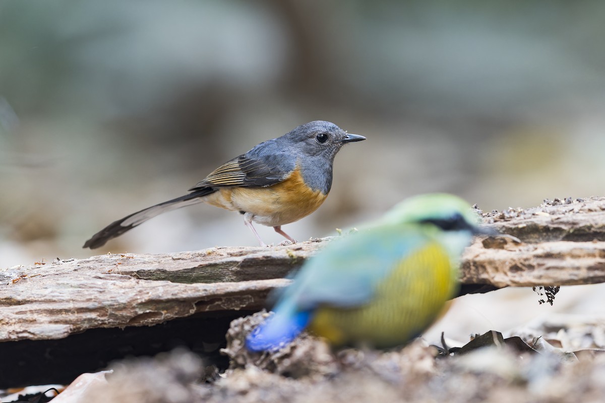 White-rumped Shama - ML620429259