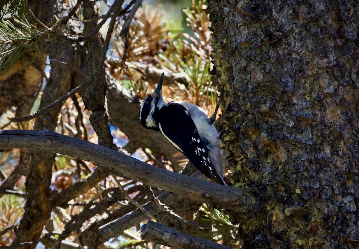 Hairy Woodpecker - ML620429260