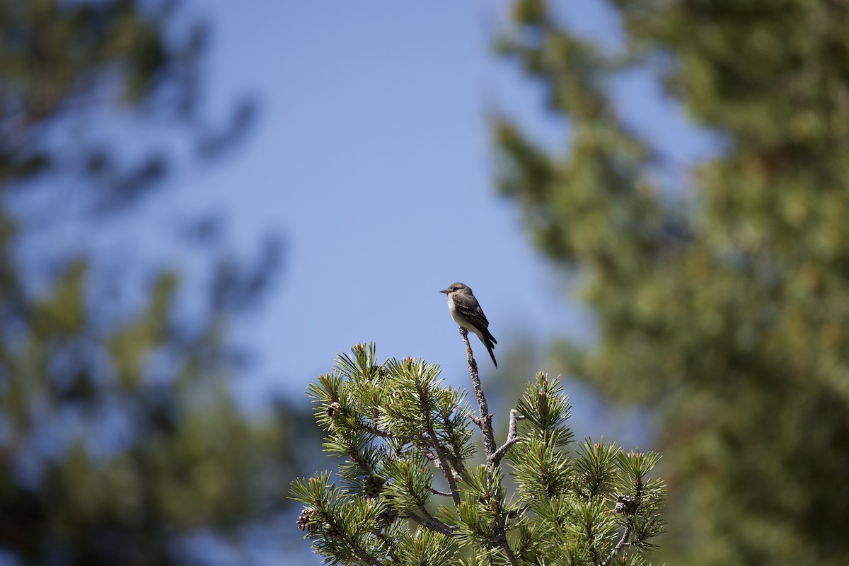 Western Wood-Pewee - ML620429265