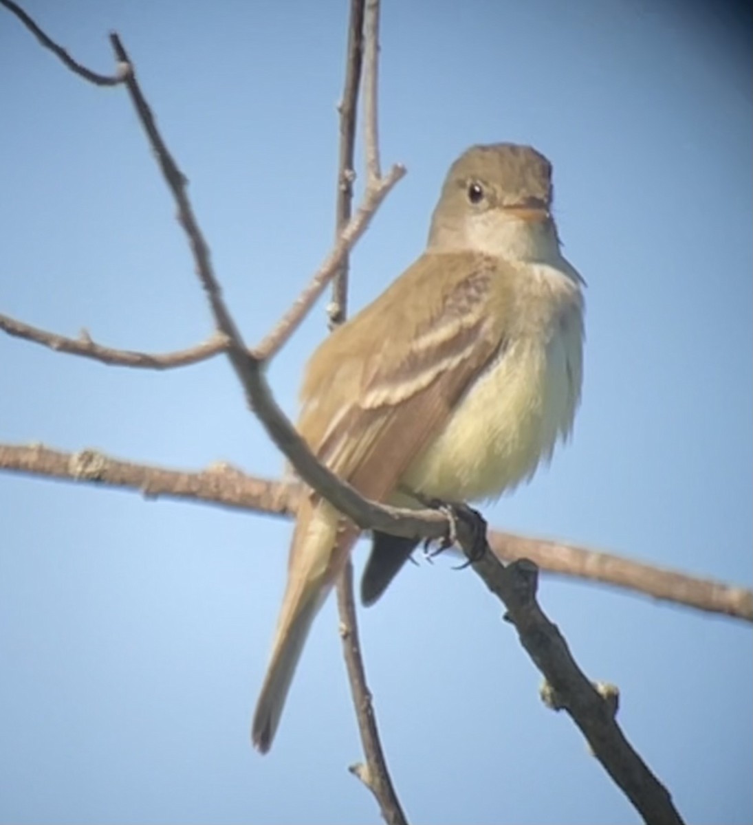 Willow Flycatcher - ML620429267