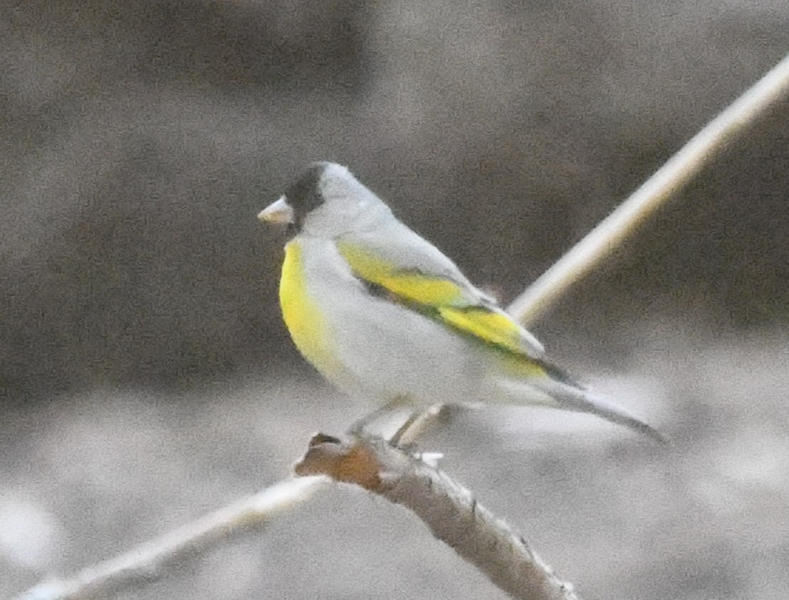 Lawrence's Goldfinch - ML620429269