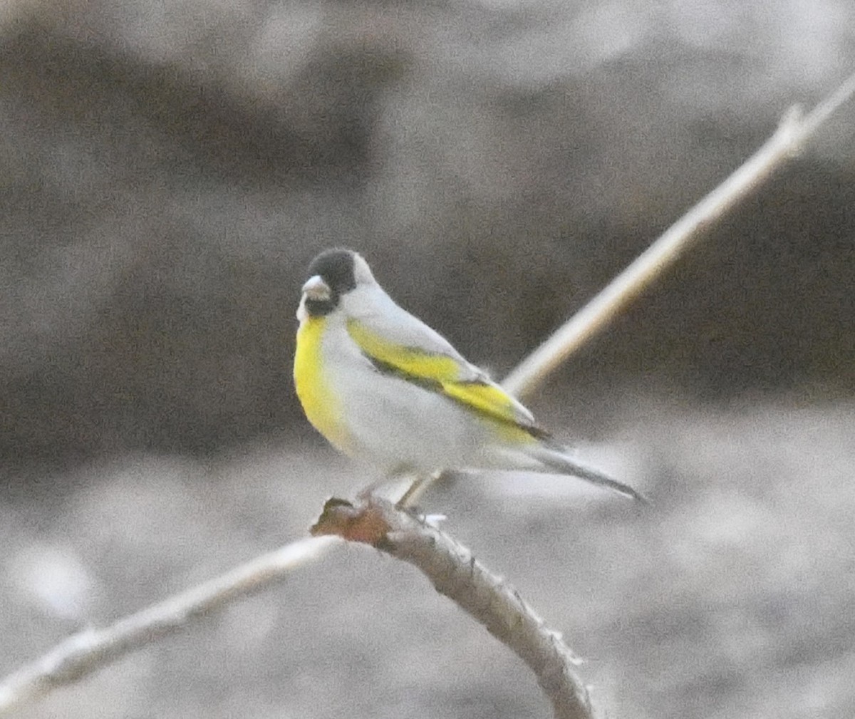 Lawrence's Goldfinch - ML620429270