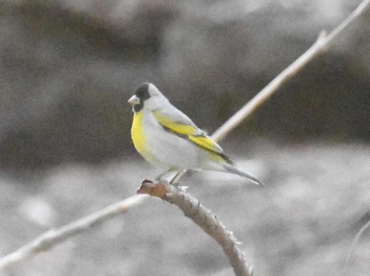 Lawrence's Goldfinch - ML620429271