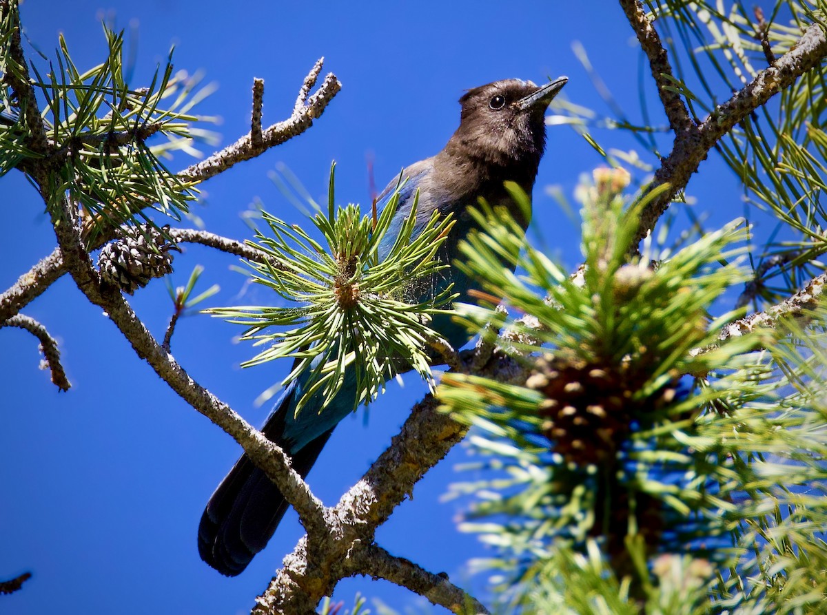 Steller's Jay - ML620429277