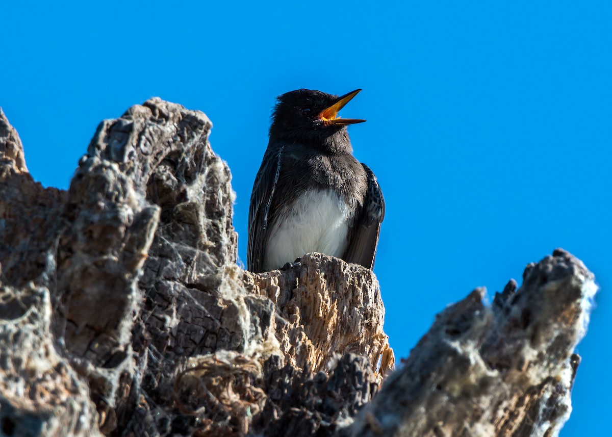 Black Phoebe - William Clark