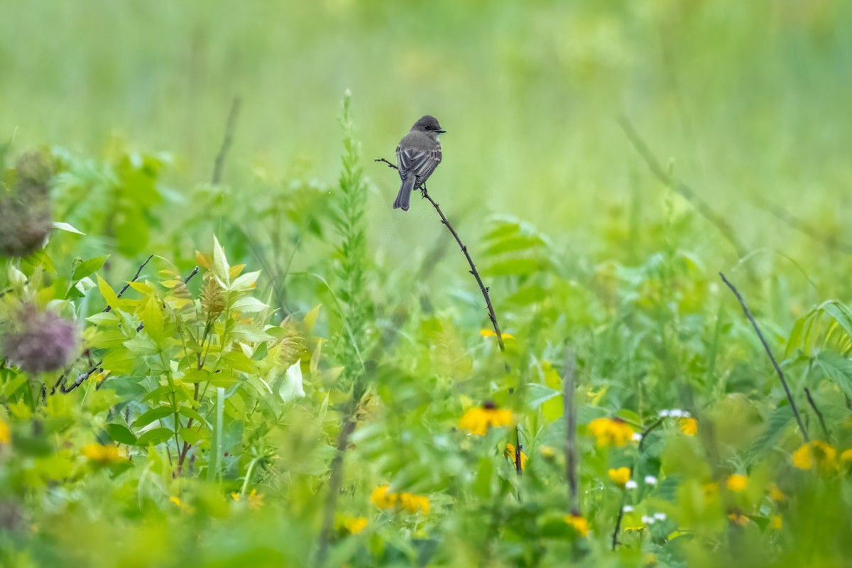 Eastern Phoebe - ML620429290