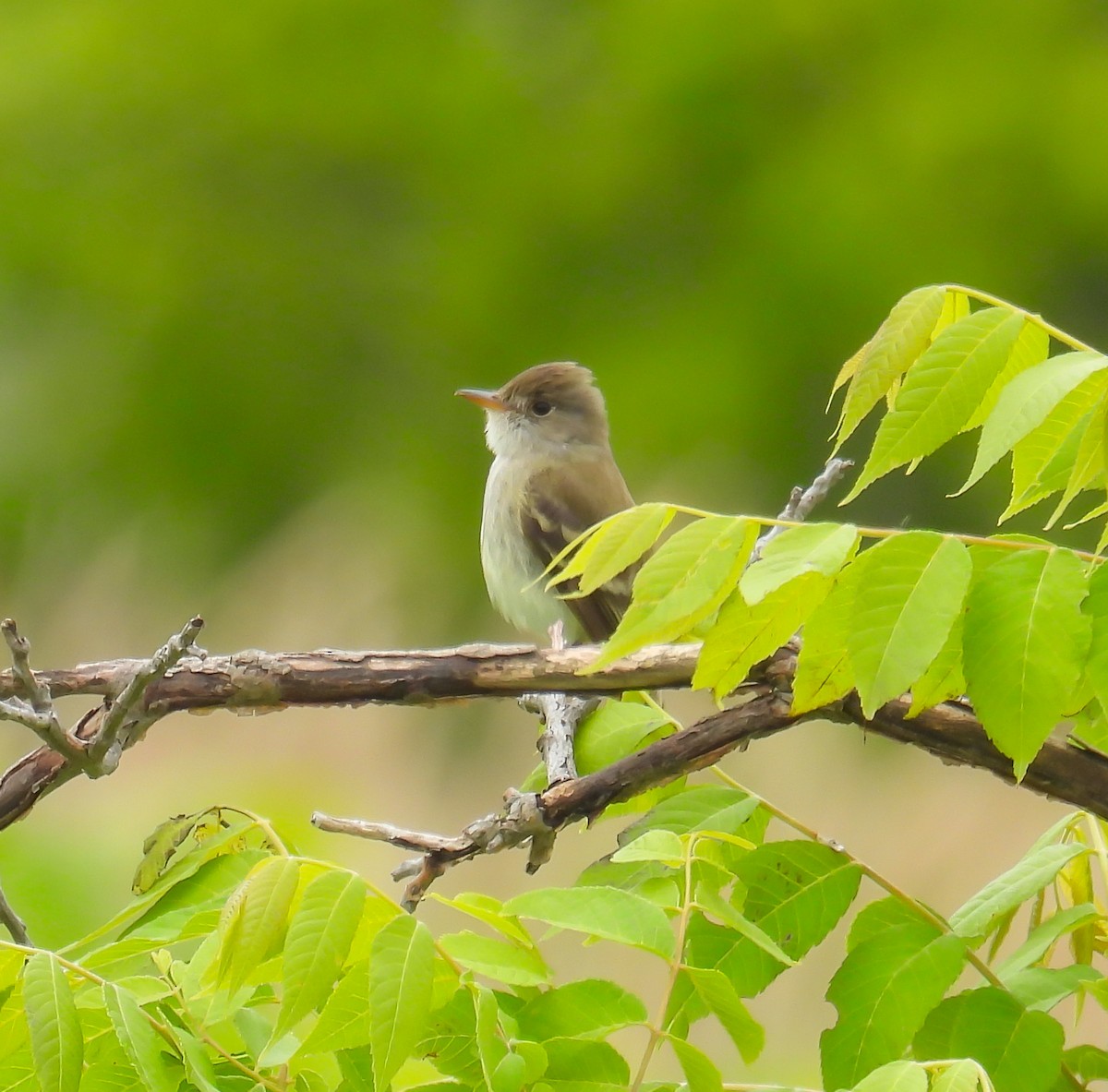 Willow Flycatcher - ML620429292