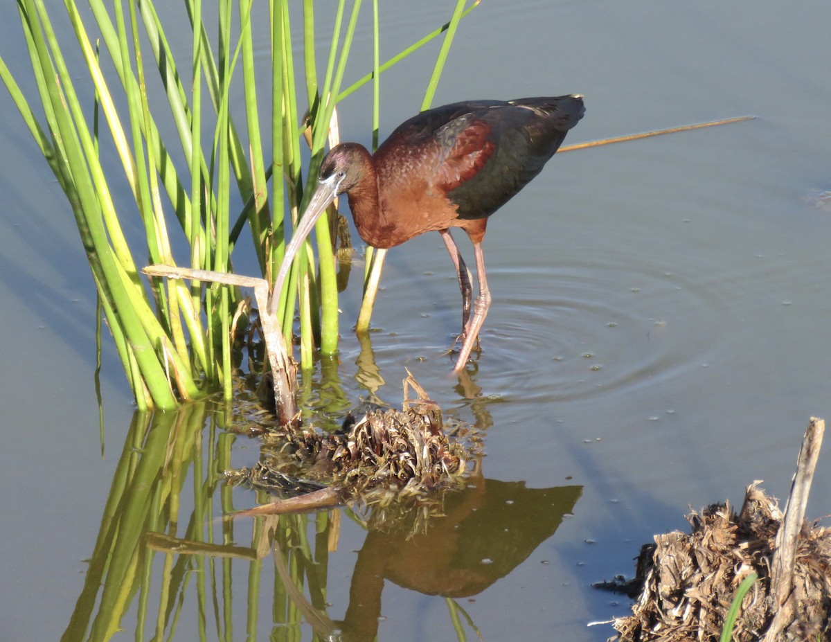 Glossy Ibis - ML620429293